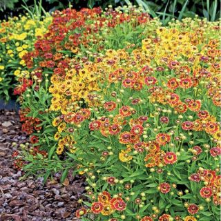 Helenium Border Blend Thumbnail